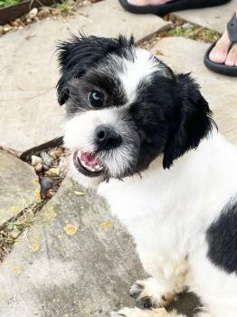 Shih Tzu Dogs Available for Adoption in Houston, Texas - Mikey Vetters | PetCurious