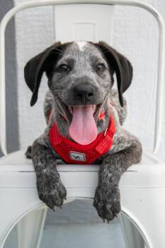 Petey -  German Shorthaired Pointer and Mixed Breed Dog for Adoption in Savage, Minnesota - Petey | PetCurious