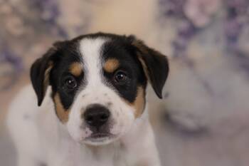 Australian Cattle Dog Blue Heeler and Terrier Dogs Available for Adoption in Whitestown, Indiana - Willmot | PetCurious