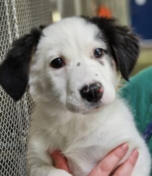 Knicknack -  Mixed Breed Dog for Adoption - Knicknack | PetCurious