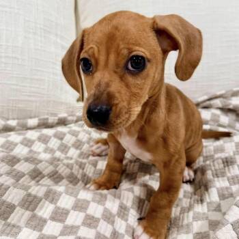 Salem (p) -  Mixed Breed Dog for Adoption in New York, New York - Salem (p) | PetCurious