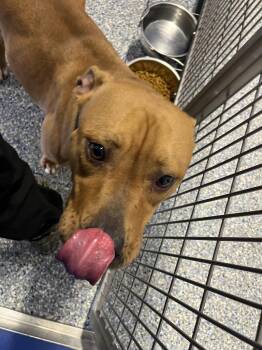 Mixed Breed Dogs Available for Adoption in Angola, Indiana - Shay Shay (Mariella) | PetCurious