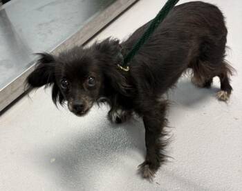Chihuahua and Papillon Dogs Available for Adoption - Pen 222 | PetCurious