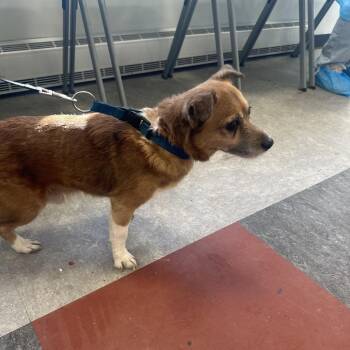 Mixed Breed Dogs Available for Adoption - Dudley | PetCurious