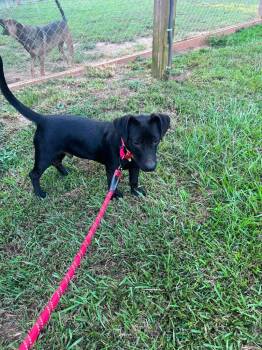 Vader -  Mixed Breed Dog for Adoption in Taycheedah, Wisconsin - Vader | PetCurious