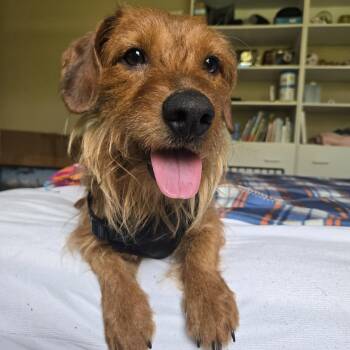 Wirehaired Dachshund Dogs Available for Adoption in Tustin, California - Sparky -- Available For Adoption | PetCurious