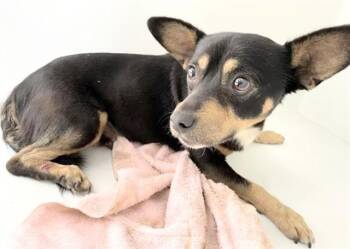 Chihuahua Dogs Available for Adoption in Houston, Texas - A654828 | PetCurious