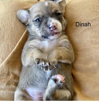 Dinah -  Chihuahua Dog for Adoption in Larkfield-wikiup, California - Dinah | PetCurious