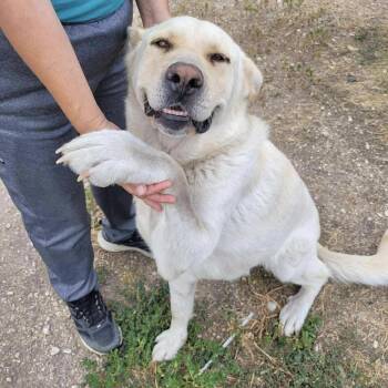 Rescue Retriever Dogs for Adoption in Niagara Falls, Ontario - Sophie (20250816-01) | PetCurious