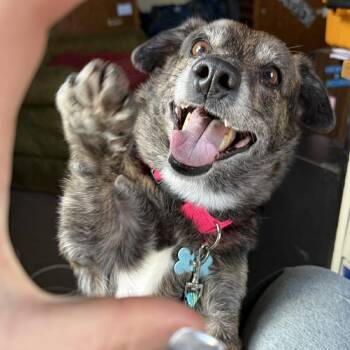 Australian Cattle Dog Blue Heeler Dogs Available for Adoption in Columbia, Maryland - Charlie | PetCurious