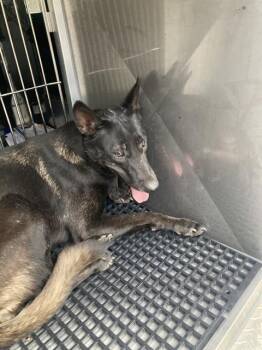 KELIS -  Belgian Shepherd Malinois Dog for Adoption in Dallas, Texas - KELIS | PetCurious