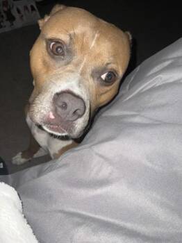 Amy -  Mixed Breed Dog for Adoption in New York, New York - Amy | PetCurious