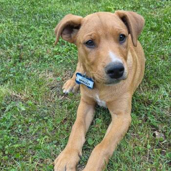 Labrador Retriever Dogs Available for Adoption in Wake Forest, North Carolina - Sprout | PetCurious
