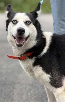 Siberian Husky Dogs Available for Adoption in Canfield, Ohio - LUNA | PetCurious