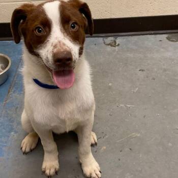 Mixed Breed Dogs Available for Adoption in Memphis, Tennessee - MANDELL | PetCurious