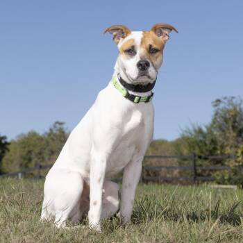 Elmer -  Mixed Breed Dog for Adoption in Franklin, Tennessee - Elmer | PetCurious