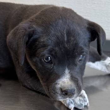 Rescue Mixed Breed Dogs for Adoption in Las Cruces, New Mexico - 100884 | PetCurious