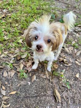 Daisy Mae Dukes -  Shih Poo Dog for Adoption in Baton Rouge, Louisiana - Daisy Mae Dukes | PetCurious