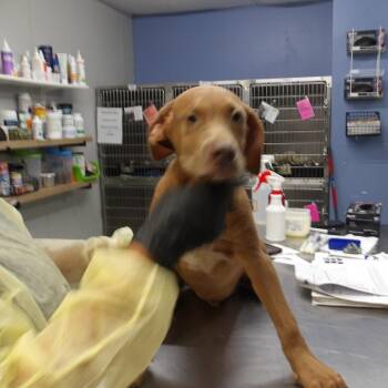 Roy Pup 4 -  Doberman Pinscher and Terrier Dog for Adoption in Marble, North Carolina - Roy Pup 4 | PetCurious