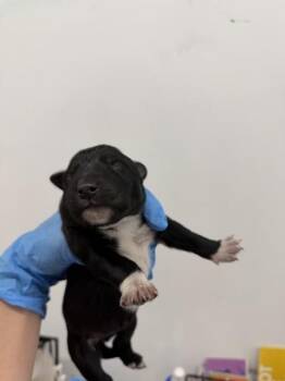 TINY -  German Shepherd Dog Dog for Adoption in San Bernardino, California - TINY | PetCurious
