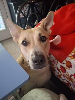 Rescue German Shepherd Dog Dogs for Adoption in Triana, Alabama - Charlie Girl | PetCurious