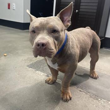 Terrier Dogs Available for Adoption in Tampa, Florida - Ray | PetCurious