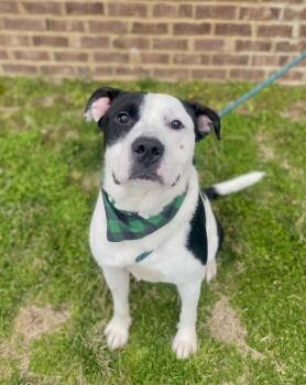 Rescue Pit Bull Terrier Dogs for Adoption in Dickson, Tennessee - Lloyd | PetCurious