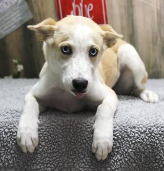 Sky -  Mixed Breed Dog for Adoption in Casa Grande, Arizona - Sky | PetCurious