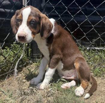 Hound and Mixed Breed Dogs Available for Adoption in Conway, South Carolina - Tree | PetCurious