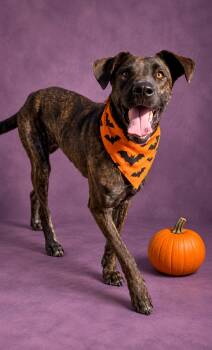 Sparkles -  Great Dane and Hound Dog for Adoption in Lexington, Kentucky - Sparkles | PetCurious