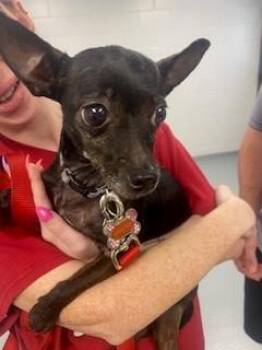 Chihuahua Dogs Available for Adoption in St. Cloud, Florida - DAISY MAY | PetCurious