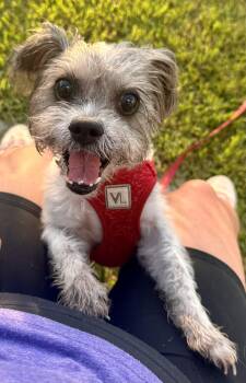 Stella -  Shih Tzu Dog for Adoption in Palm Harbor, Florida - Stella | PetCurious