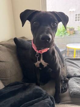 Dottie -  Pit Bull Terrier Dog for Adoption in Manhattan Beach, California - Dottie | PetCurious