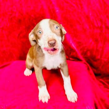Arya -  Hound and Mixed Breed Dog for Adoption in Franklin, North Carolina - Arya | PetCurious