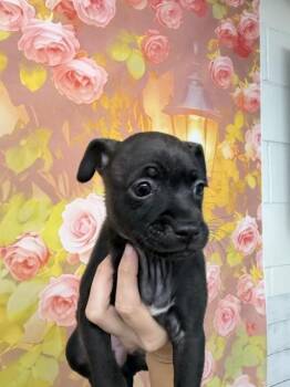 NYX -  Chihuahua and Mixed Breed Dog for Adoption in San Bernardino, California - NYX | PetCurious