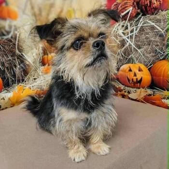 Rescue Yorkshire Terrier and Brussels Griffon Dogs for Adoption in Griswold, Connecticut - Norma Jean | PetCurious