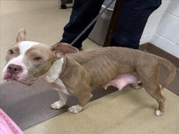 ASIAGO -  Pit Bull Terrier Dog for Adoption in Derwood, Maryland - ASIAGO | PetCurious
