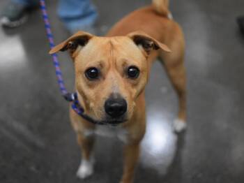Biscuit -  Chihuahua Dog for Adoption in Portland, Oregon - Biscuit | PetCurious