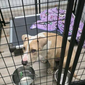 Terrier Dogs Available for Adoption in St. Louis, Missouri - Tater Tot | PetCurious