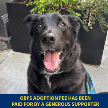 Obi -  Labrador Retriever and Mixed Breed Dog for Adoption in Westhampton, New York - Obi | PetCurious