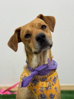 Rescue Labrador Retriever and Shepherd Dogs for Adoption in Carlsbad, California - Susanna | PetCurious