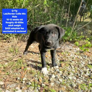 Labrador Retriever and Border Collie Dogs Available for Adoption - Q-Tip | PetCurious