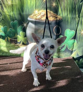 Rescue Cairn Terrier Dogs for Adoption in Los Angeles, California - Grandma Dollie Mae | PetCurious