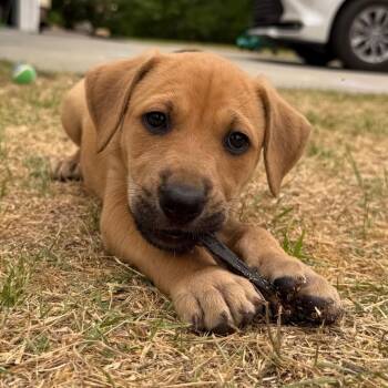 Mixed Breed Dogs Available for Adoption in Aberdeen, North Carolina - Minnie | PetCurious