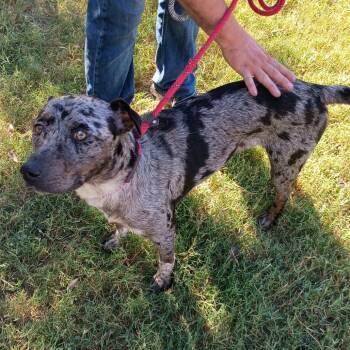 Rescue Catahoula Leopard Dog Dogs for Adoption in Corsicana, Texas - Long John Silver D47036 | PetCurious