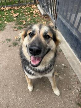 BELLIE -  German Shepherd Dog and Mixed Breed Dog for Adoption in Riverside, California - BELLIE | PetCurious