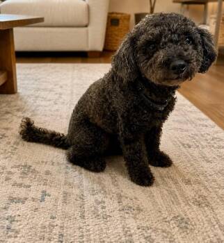 Dudley -  Poodle Dog for Adoption in Tifton, Georgia - Dudley | PetCurious