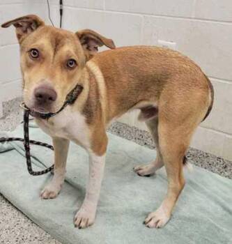 Drogo -  Mixed Breed Dog for Adoption in Kansas City, Missouri - Drogo | PetCurious