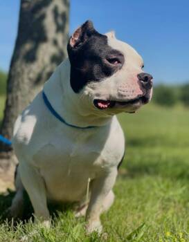 Panda -  Pit Bull Terrier Dog for Adoption in Springfield, Illinois - Panda | PetCurious
