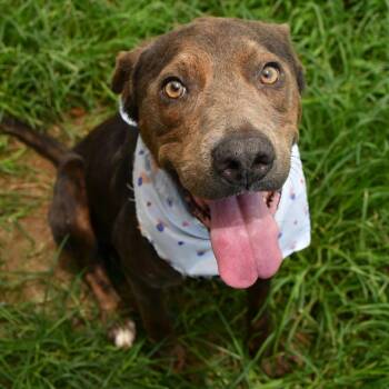 Albie -  Labrador Retriever and Great Dane Dog for Adoption in Beaumont, Texas - Albie | PetCurious